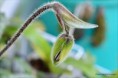 /album/fotogalerie/paphiopedilum-sangii2-jpg/